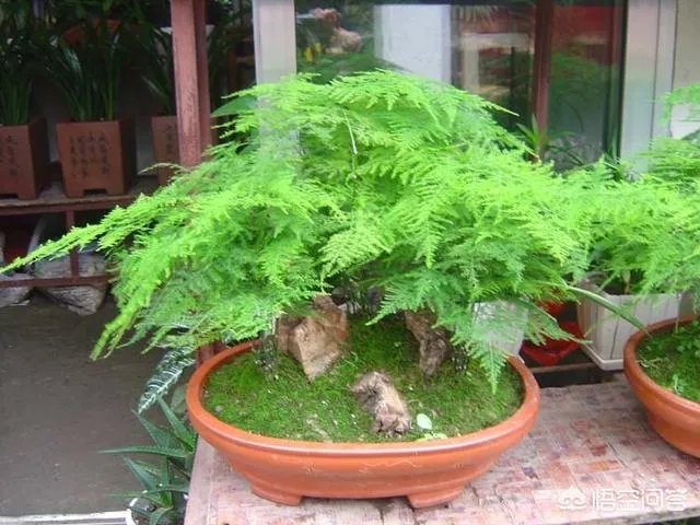 适合养文竹的花盆?