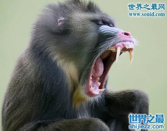 山魈食人图是真的吗，历史上竟存在人吃人的风俗 