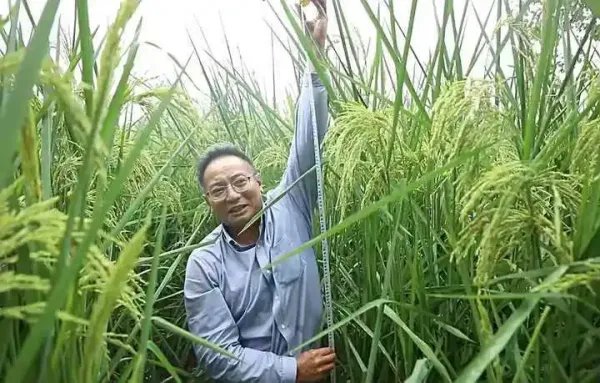 长沙种出巨型稻致敬袁老,两米多高的巨型稻你见过吗?