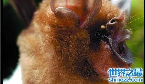 中华菊花蝠是SARS病毒传播源头 潜在多种病毒危害 