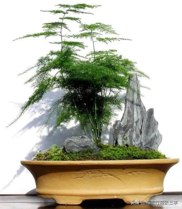 适合养文竹的花盆?