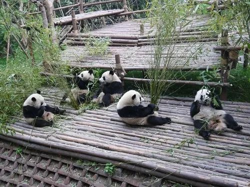 成都大熊猫基地景观竹遭游客刻划,如何看待游客的行为?