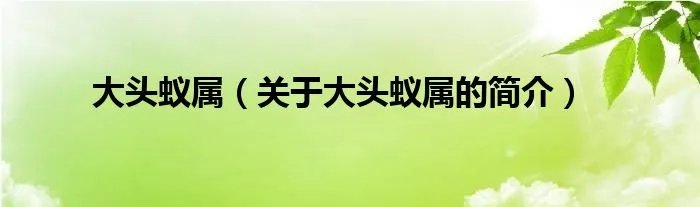 大头蚁属（关于大头蚁属的简介）