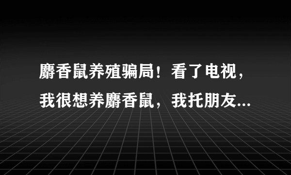 麝香鼠养殖骗局！看了电视，我很想养麝香鼠，我托朋友介绍到了成都的一家养殖场，规模不大100对左右