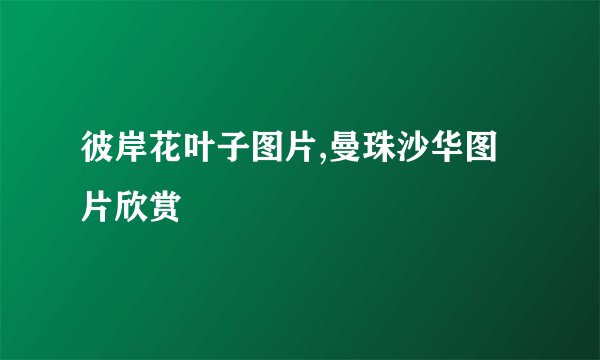 彼岸花叶子图片,曼珠沙华图片欣赏
