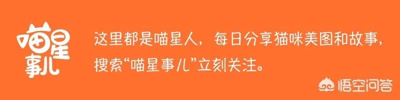 如何看待成都街头流浪小狗求助辅警，守候路边等他下班，最终被收养？