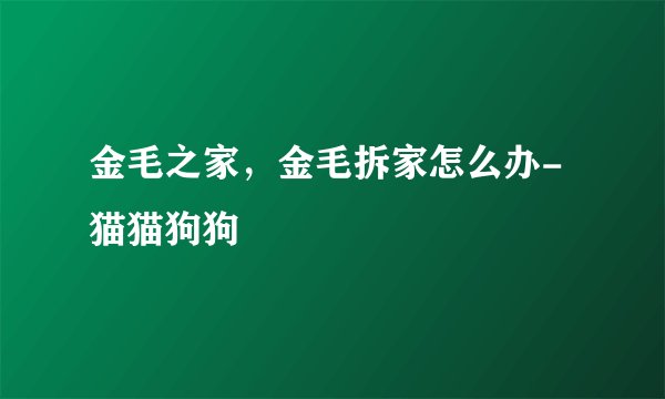 金毛之家，金毛拆家怎么办-猫猫狗狗