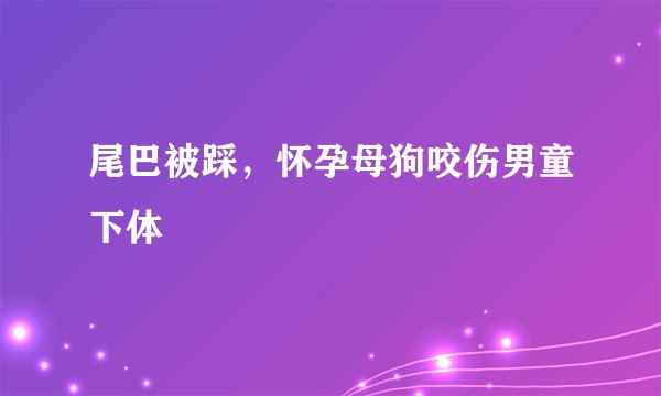 尾巴被踩,怀孕母狗咬伤男童下体