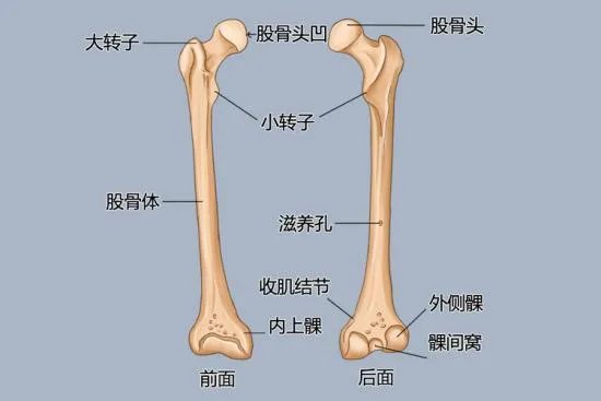 胯骨轴子是哪个部位