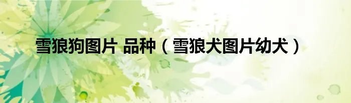 雪狼狗图片 品种（雪狼犬图片幼犬）