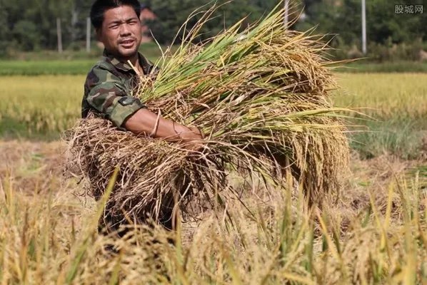 中央向实际种粮农民发100亿元补贴 这笔钱你领到了吗？