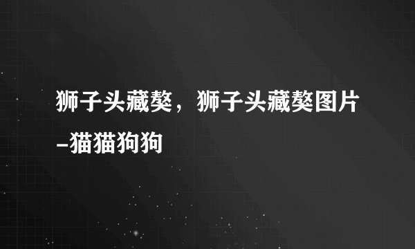 狮子头藏獒,狮子头藏獒图片-猫猫狗狗
