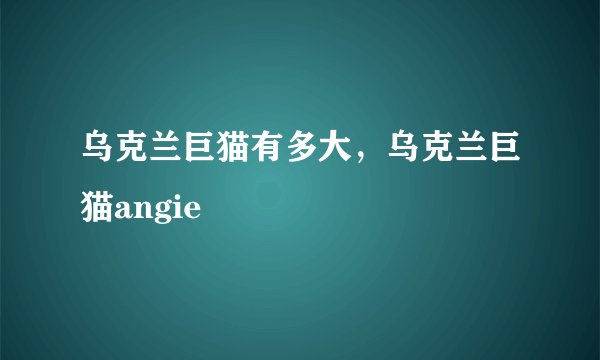 乌克兰巨猫有多大，乌克兰巨猫angie