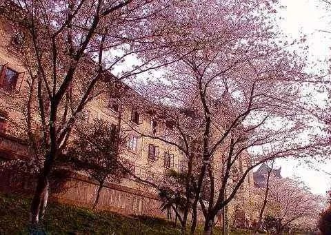 武大樱花什么时候开？