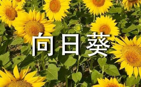 幸福的向日葵散文