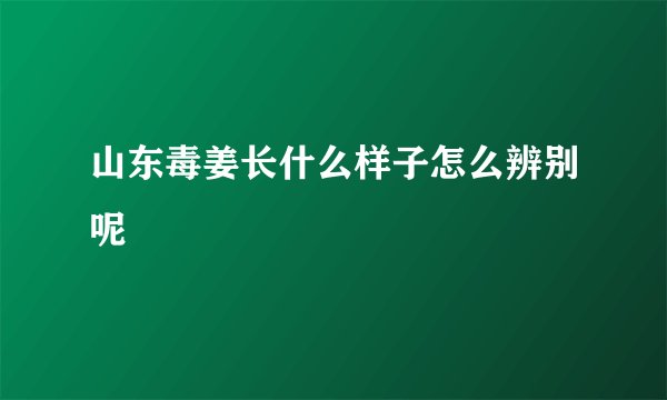 山东毒姜长什么样子怎么辨别呢