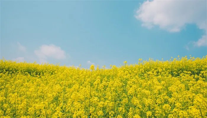 一句看油菜花的心情 看油菜花的心情句子