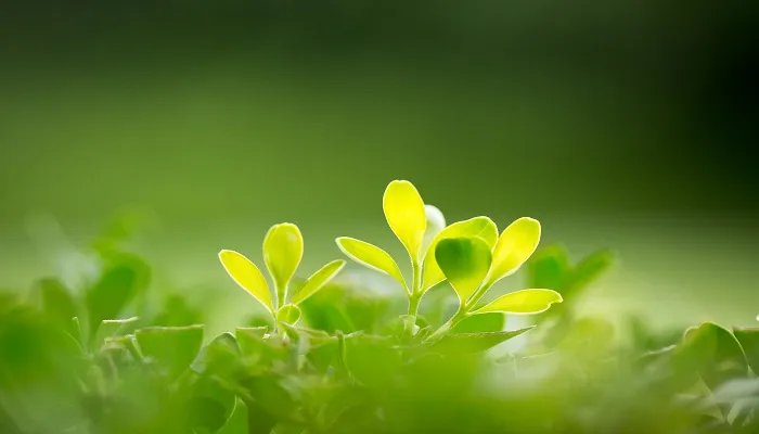 万年青的象征意义 万年青的象征意义是什么