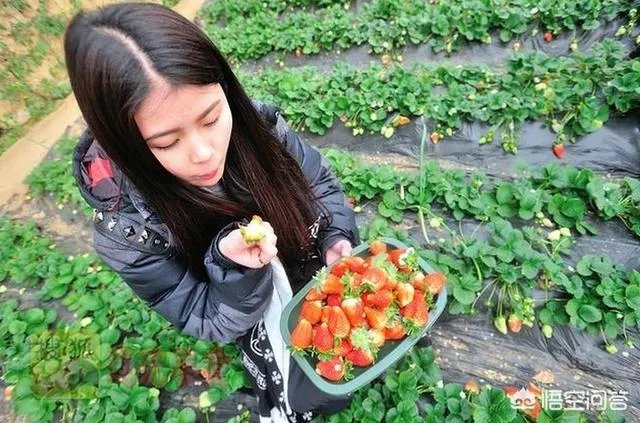 辽宁沈阳本地人人过年必须购买的年货有哪些？