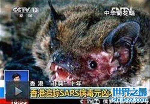 中华菊花蝠是SARS病毒传播源头 潜在多种病毒危害 