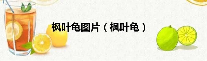 枫叶龟图片（枫叶龟）