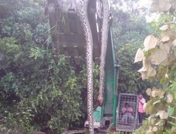 挖出大蛇真实事件 挖土机挖出17米巨蟒图(司机当场吓死)