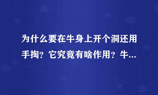 为什么要在牛身上开个洞还用手掏?它究竟有啥作用?牛不会痛吗