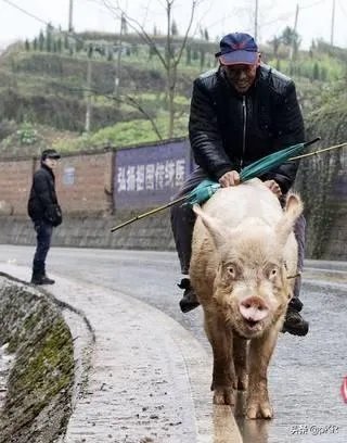 藏品在家不拿出去能私下交易吗?怎样才能把藏品卖出去?