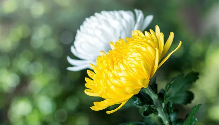宁可枝头抱香死不曾吹落北风中的意思是什么