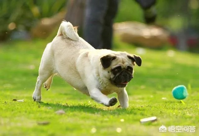 为什么养八哥犬的人那么少？