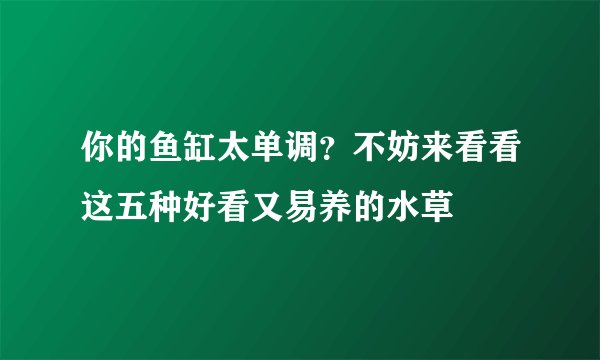 你的鱼缸太单调？不妨来看看这五种好看又易养的水草