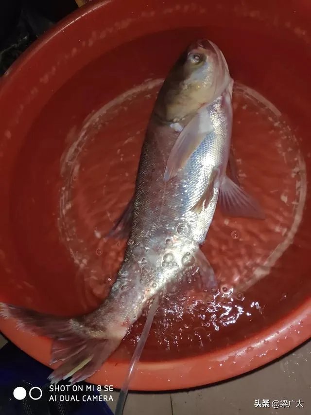 钓鲢鳙饵料配方?