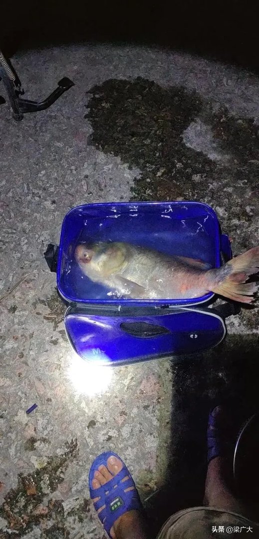 钓鲢鳙饵料配方?