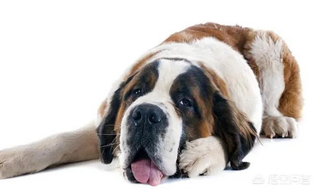 哪些犬种在原产国享有“国宝”的美誉？