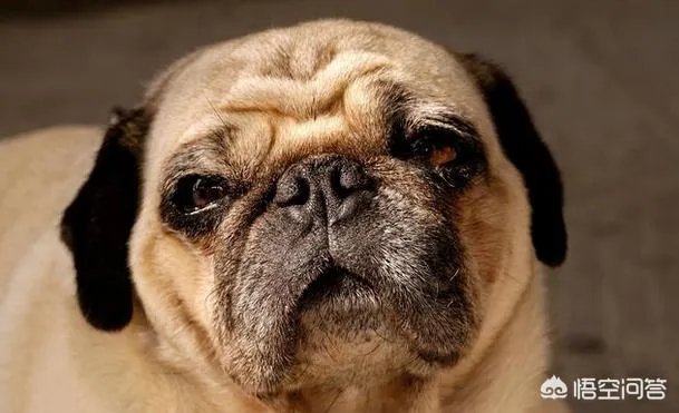 为什么养八哥犬的人那么少？