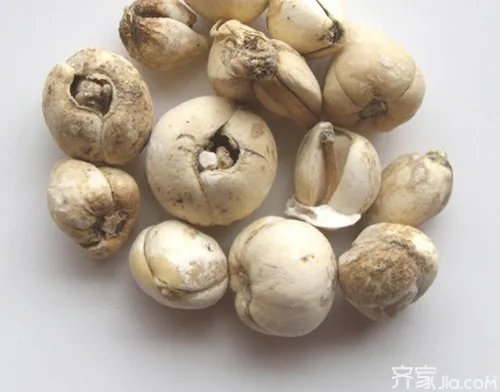 川贝和川贝母的区别与功效 怎么辨别川贝的好坏?