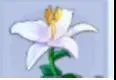 《桃花源记》桃花攻略|我是一名专职采花的采花贼