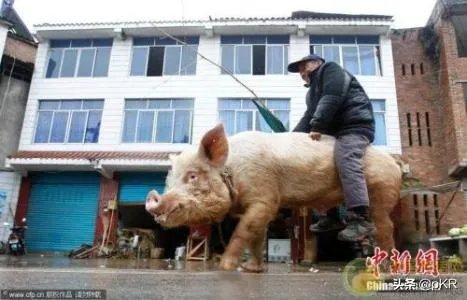 藏品在家不拿出去能私下交易吗?怎样才能把藏品卖出去?