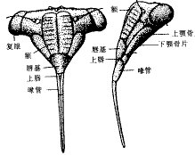 吸脂蚊子是真的吗?