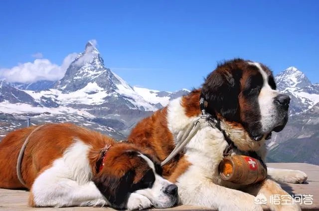哪些犬种在原产国享有“国宝”的美誉?