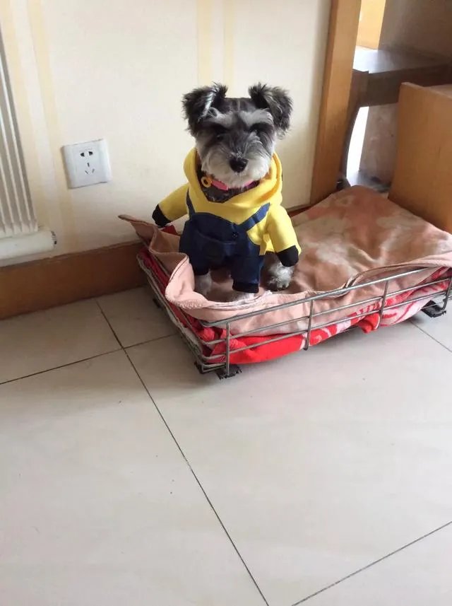 雪纳瑞犬的优缺点是什么？
