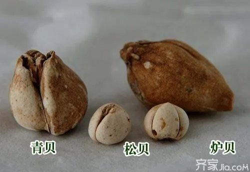 川贝和川贝母的区别与功效 怎么辨别川贝的好坏?