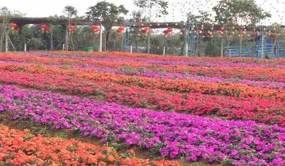 恩平旅游景点介绍