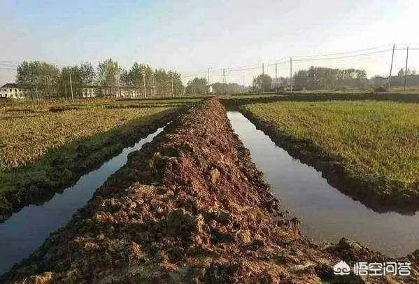 回家养殖龙虾可以吗？