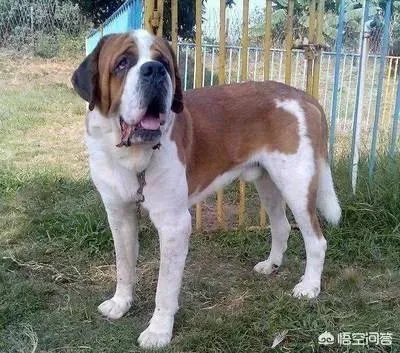 哪些犬种在原产国享有“国宝”的美誉?