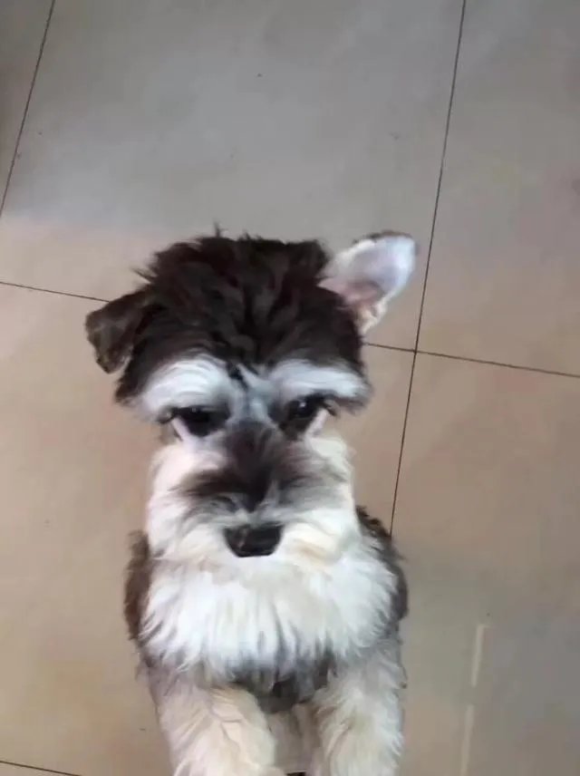 雪纳瑞犬的优缺点是什么？