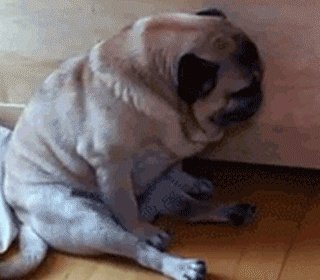 为什么养八哥犬的人那么少？