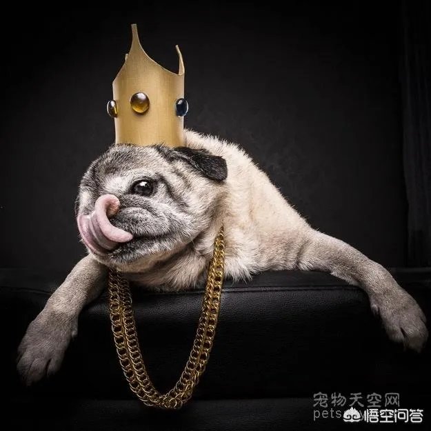 为什么养八哥犬的人那么少？
