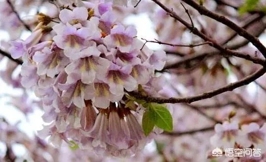 梧桐花怎么吃?