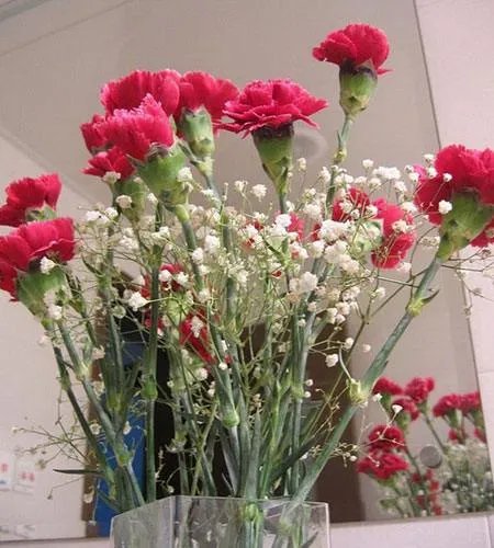 请问康乃馨在室内怎样养?